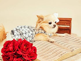 Stay Home！ おうち撮影会も楽しそう チワワ「コタ」