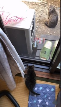 網戸の向こうには母猫の姿が…（「きゅう粒」さん提供、Instagramよりキャプチャ撮影）