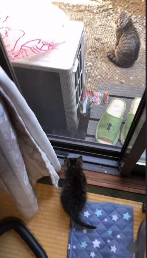 網戸の向こうには母猫の姿が…（「きゅう粒」さん提供、Instagramよりキャプチャ撮影）