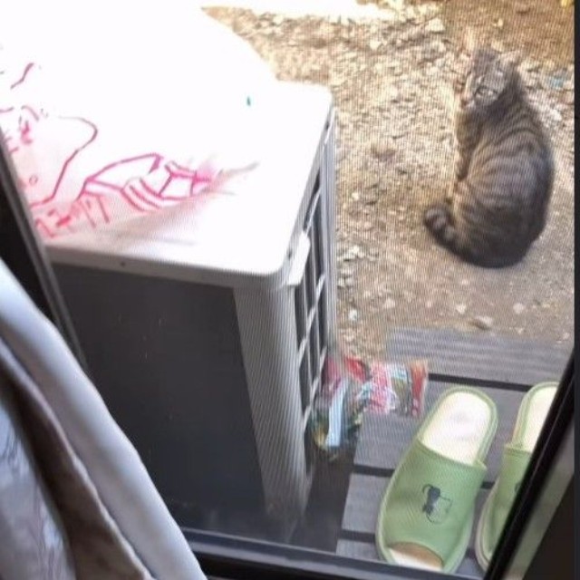 網戸の向こうには母猫の姿が…（「きゅう粒」さん提供、Instagramよりキャプチャ撮影）