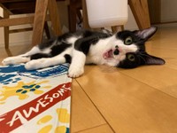 ちょびくんはひょうきん者