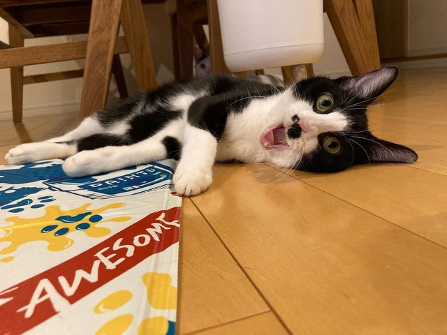 ちょびくんはひょうきん者