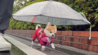 犬用の「傘」や「雨具」は過保護？！（提供：choppiさん）