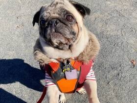 到着しましたけど？　いつものオヤツスポットに来ると催促するパグ「ユキ」