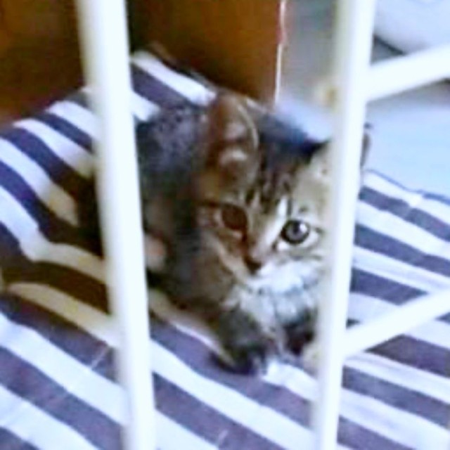 お迎え当時、生後推定2カ月だった小さなココロちゃん（画像提供：ココロさん）