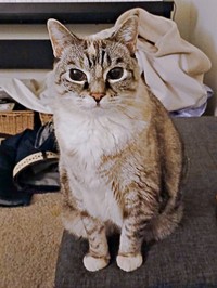 15歳を迎えたルーチちゃん（画像提供：原田さん）