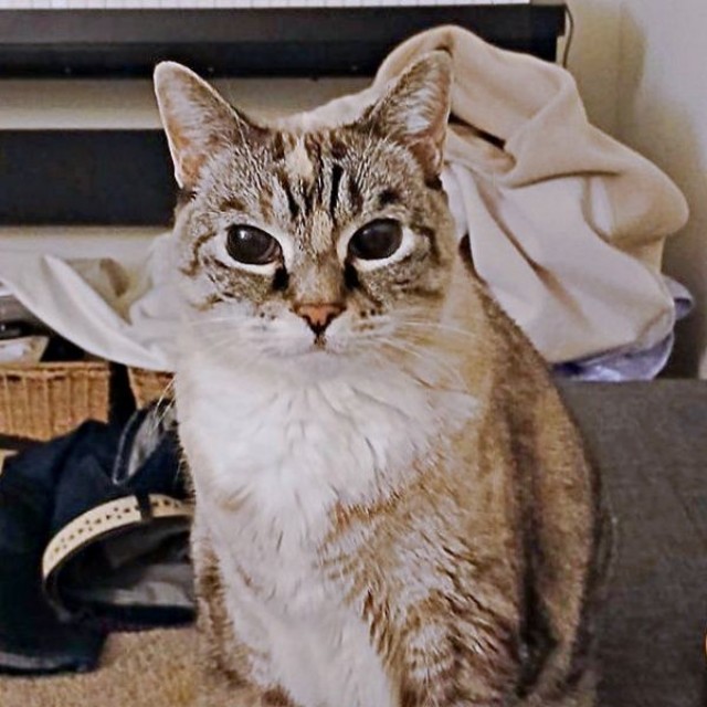 15歳を迎えたルーチちゃん（画像提供：原田さん）