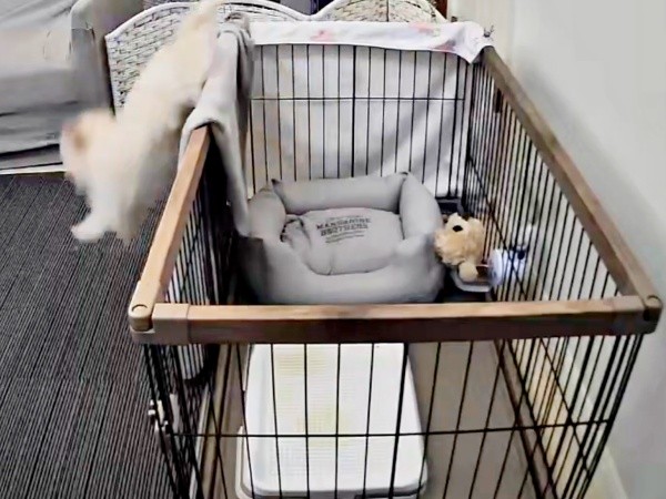 足をバタバタさせる子犬、ついに外へ（画像提供：ふわとろ天使くん）