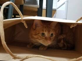 草むらで鳴いていた子猫　子どもに発見され保護、元気な男の子に