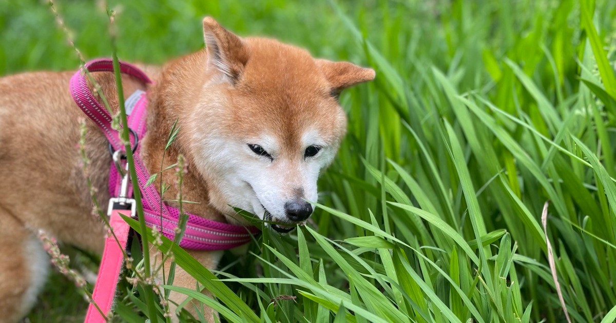 愛犬のその症状 別の原因かも 東洋医学の未病治療とアンチエイジングのツボを紹介 犬 猫との幸せな暮らしのためのペット情報サイト Sippo 愛犬のその症状 別の原因かも 東洋医学の未病治療とアンチエイジングのツボを紹介 犬 猫との幸せな暮らしのためのペット情報サイト Sippo