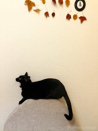 フワァ～…（画像提供：yamato houseさん）