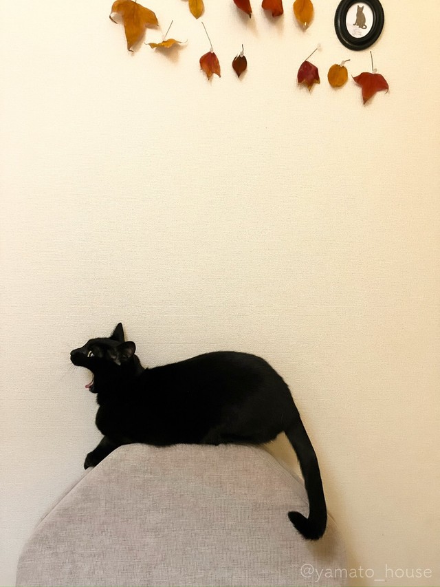 フワァ～…（画像提供：yamato houseさん）