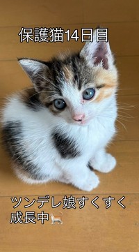 ミケちゃんと名付けられました（小野華さん提供、Instagramよりキャプチャ撮影）
