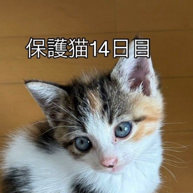 ミケちゃんと名付けられました（小野華さん提供、Instagramよりキャプチャ撮影）