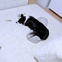 留守番中、DVDをおとなしく見ているレティちゃん（画像提供：レティ ボーダーコリーさん）