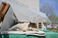 お庭に作ってもらったテラスでお昼寝中（土肥さん提供）