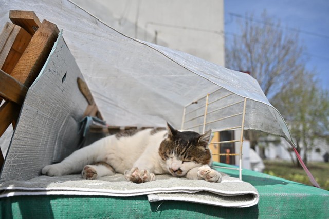 ソファに大の字で寝る猫に悶絶♡「中に人が入っているのかな？」 漁港