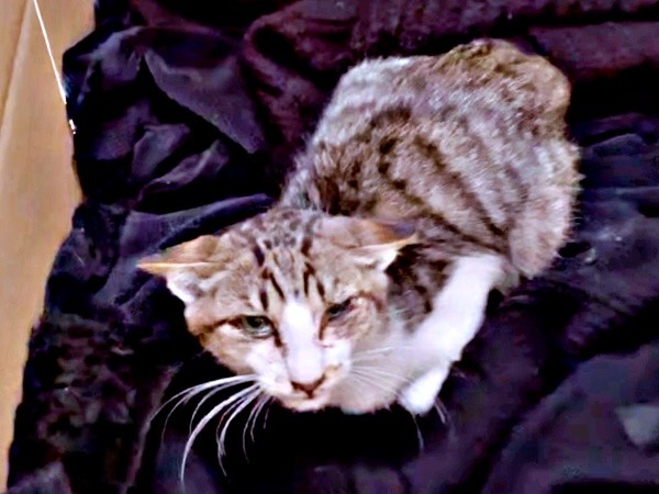 手厚いケアを受けたそぼろくん（画像提供：おかかとそぼろの成長記録さん）