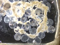 ふくしま海洋水族館から提供されたサンマの卵