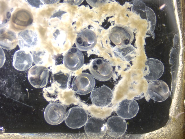 ふくしま海洋水族館から提供されたサンマの卵