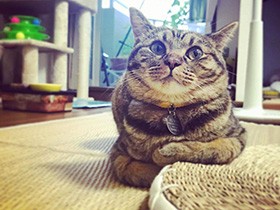 まるでひじ掛け、使い心地は？　キジトラの「チェルシー」　