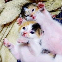 ペットロス中に現れた「妊娠した猫」生まれた姉妹猫を保護→命の
