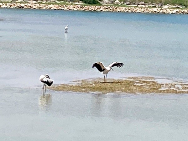 池で羽を広げるコウノトリ（画像提供：なつまきさん）