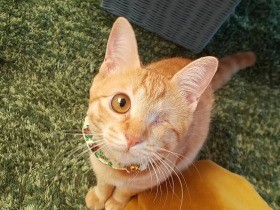 片目をけがして鳴いていた子猫　幸せ願い「みちる」と命名