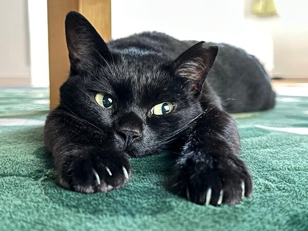 ペターンと伸びてくつろぐちょびくん（画像提供：黒猫さん）