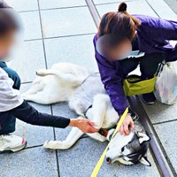 「日本最北の駅」前でへそ天になって撫でられるムイちゃん（画像提供：ムイさん）