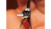 採集したアオビタイトンボ　顔に青い点がある　重井薬用植物園提供