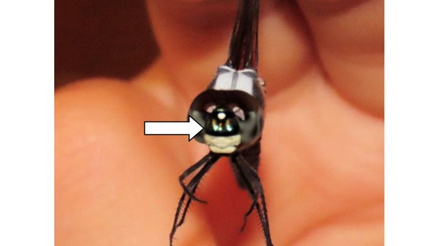 採集したアオビタイトンボ　顔に青い点がある　重井薬用植物園提供