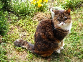 自宅の庭で虫や鳥の声に耳を澄ます　21歳の保護猫「ちび」