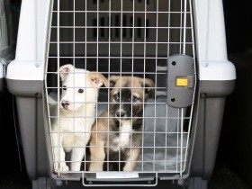 災害時にペットを守るために　この10年の法制度の変化と今できる備え