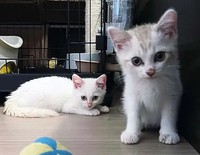 好奇心旺盛な大ちゃんと福ちゃん。カメラにも興味津々