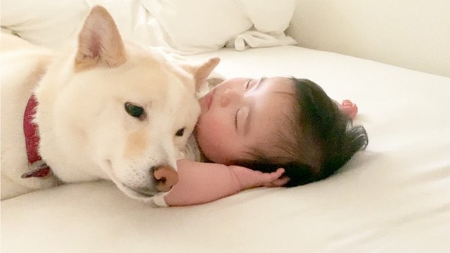 仲良くお昼寝するもちくんと赤ちゃん（提供：豆柴もち暮らしさん）