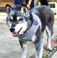 サンちゃんの年齢的なことも考え、避妊手術は行わないことにしました 