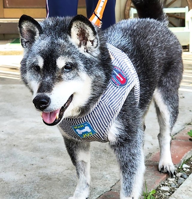 サンちゃんの年齢的なことも考え、避妊手術は行わないことにしました 