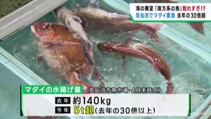 マダイが豊漁の宮城・気仙沼港　前年３０倍超　海水温上昇が影響か