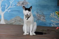 クック諸島で出会った猫=2022年6月23日、クック諸島ラロトンガ島、荒ちひろ撮影