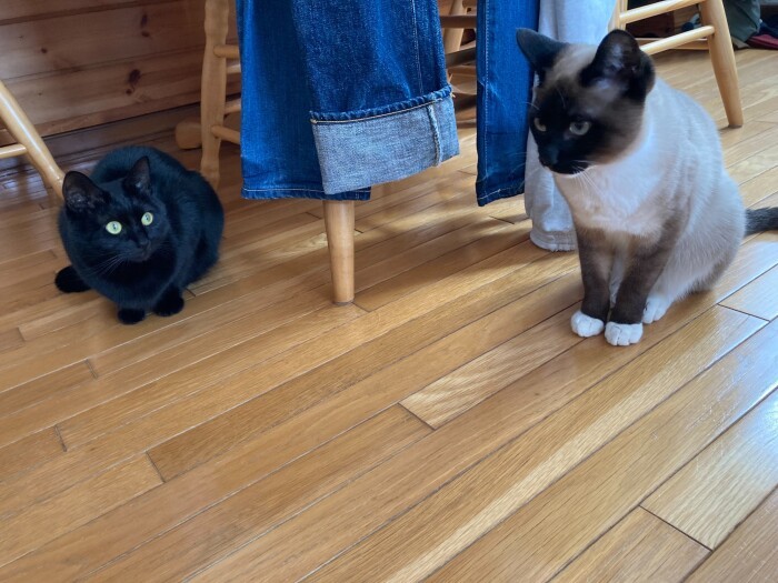 アリソンちゃん（左）とハルノ君（真弓さん提供）