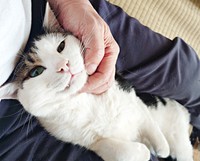飼い主さんに甘える陸さん。膝上でヘソ天になってなでなでしてもらいます（画像提供：MomoKotaさん）
