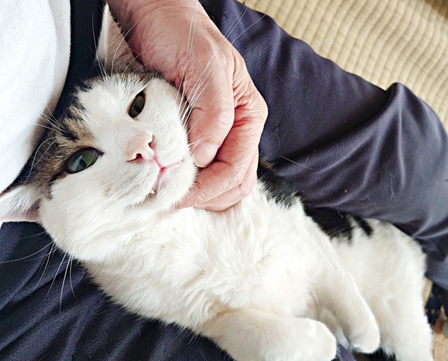 飼い主さんに甘える陸さん。膝上でヘソ天になってなでなでしてもらいます（画像提供：MomoKotaさん）