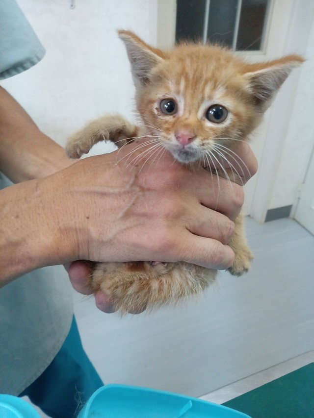 やっぱり人を知ってる！（「右も左も犬と猫」さん提供）