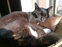 闘病中には、つきのくんが自分のニャン生をねここちゃんに譲ってくれたのもしれないとも思ったという