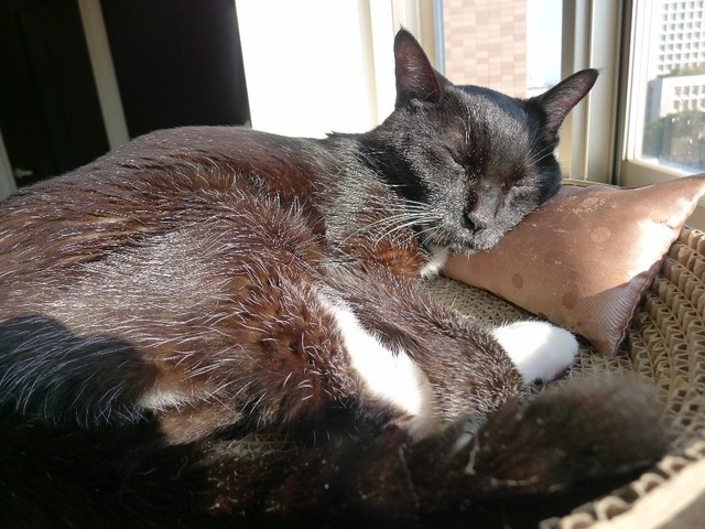 闘病中には、つきのくんが自分のニャン生をねここちゃんに譲ってくれたのもしれないとも思ったという