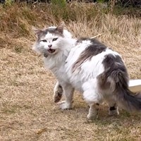 庭で待っていたメルくん（画像提供：レオとむぎさん）