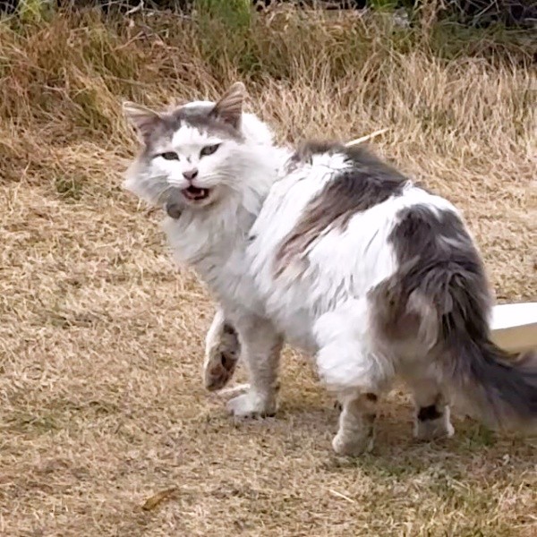 庭で待っていたメルくん（画像提供：レオとむぎさん）