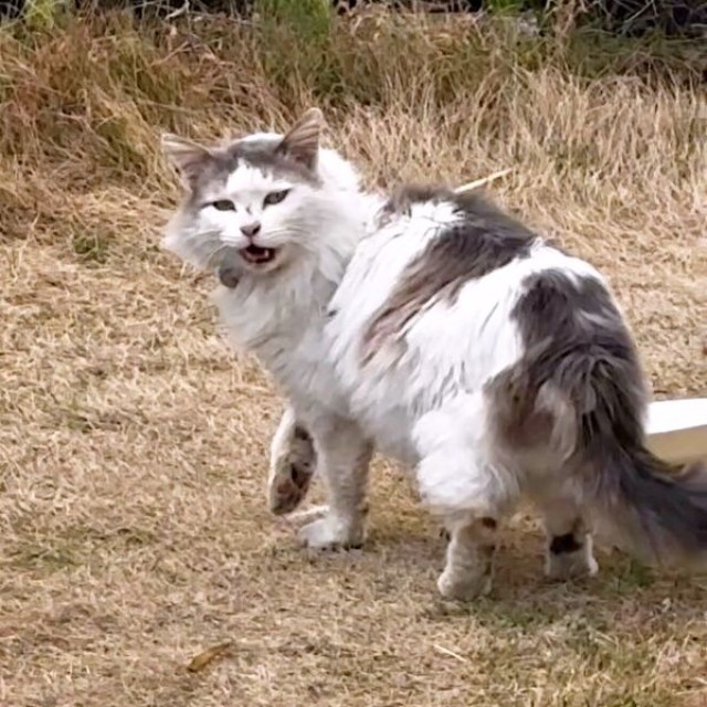 庭で待っていたメルくん（画像提供：レオとむぎさん）