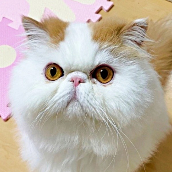 「ねこ鍋」に新風を吹き込んだもけちゃん（画像提供：もけもけ@エキゾチックロングヘアさん）